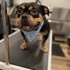 Micro Bully for Rehoming