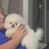 Akc pekingese puppy solid white beautiful