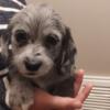 2 Schweenie Puppies Available