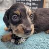 AKC, LONGHAIRED ISABELLA DAPPLE MINI DASCHUNDS