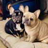 French bulldog Male black
