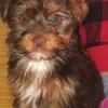 Full blooded Yorkie