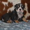 English Bulldog Puppies for Sale