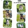 BLUE HEELER PUPPIES!!!