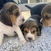 Beautiful Beagle Puppies Rehoming