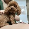 Stud Akc/Ckc teacup poodle Red 