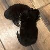 Beautiful Maine Coon Kittens Available