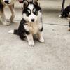 Alaska Malamute