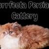 Cfa registered persian kittens