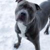 XL blue nose pitbull for studding