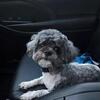 Echo needs a home