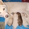 AKC Husky Puppies Updated!