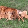 Irish Setter and Golden Retriever puppies