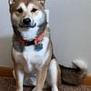 ACA Proven Stud Shiba Inu