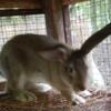 Flemish Giant Buck Rabbit