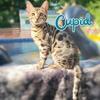 Tica Registered Brown Rosette Male Bengal Kitten