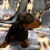 AKC miniature dachshund male pup