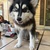 pomsky puppies