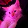 Flame Point Ragdoll Kitten / Cat