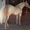 apha PALOMINO OVERO stud service