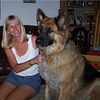 ISO King shephherd, leonberger, or other very large dog breed