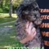 Yorkie/poo Merle Male pup Ready Now