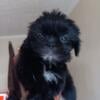 ShihTzu Puppy black with a lil white (female) ready to go