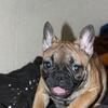 Akc french bulldog female