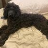 Large Mini Poodle STUD Blue