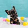 French Bulldog Pups looking for furever homes