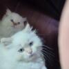 Persians kittens for loving homes