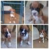 'Registered boxer puppies'