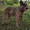 2 year old AKC Australian cattle dog male