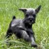  Miniature Schnauzer CKC Female Salt and Pepper 