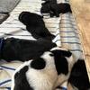 Newfoundland Puppies