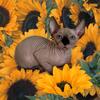 Purebred Sphynx Kittens 