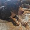 Merle Bully Puppy