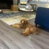 poodle pup