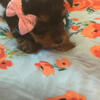 Tea cup yorkies for sale