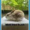 Mini      rex       Rabbits