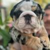 Gorgeous English Bulldog