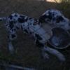 Female great dane  harlequin