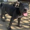 13 week old Male Cane Corso