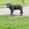 American Bandog Puppies for sale!