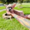 French bulldog available fawn Merle female