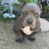 Male American Bully pups