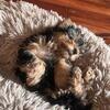 Yorkie Female
