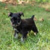 AKC Mini Schnauzer puppies in Indiana