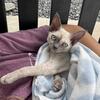 Devon Rex Female in Florida