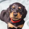 Miniature Dachshund Puppies